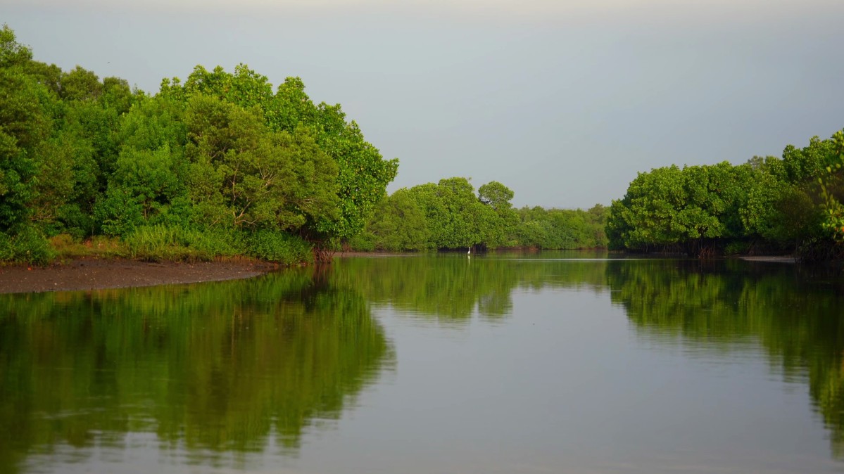 Le reboisement des mangroves au Sri Lanka – un investissement pour l’environnement